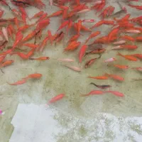 ماهی قرمز|ماهی|چالوس, |دیوار