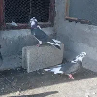 کبوترپرآسمانی
