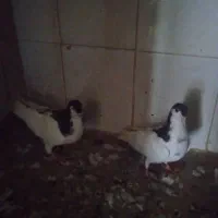 یه دوتا جوجه یال سیاه