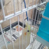 پرنده عروس هلندی