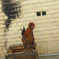 خروس لهستانی/محلی/مرغ/تخم مرغ