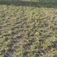 یونجه|حیوانات مزرعه|خرم‌آباد, |دیوار