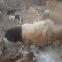 فروش پازن الوس تخمی جوان|حیوانات مزرعه|یاسوج, |دیوار