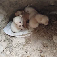 واگذار چهار عدد سگ روباهی واگذاری