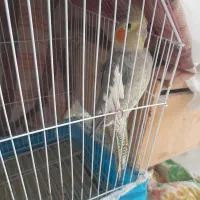 طوطی عروس هلندی ماده سالم آماده جفت گیری