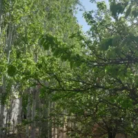 باغ درخت۱۵ساله سند۶دانگ بامجوزساخت معاوضه باماشین|فروش زمین و ملک کلنگی|مشهد, شاهد (شهرک غرب)|دیوار