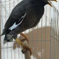 مرغ مینا