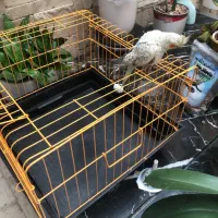 پرنده|پرنده|تهران, پاسداران|دیوار