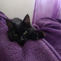 واگذاری گربه|گربه|یاسوج, |دیوار