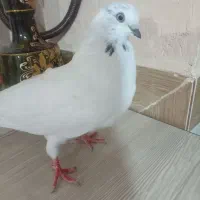 کبوتر|پرنده|آذرشهر, |دیوار