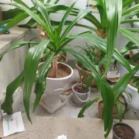 گل سوسن پانزده ساله