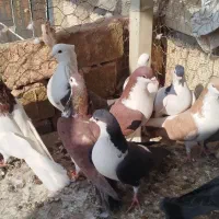 9عدد گفتی رنگی