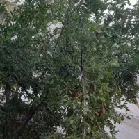 جویای کارم بازنشسته ام ۴۷ساله