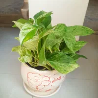 گل طبیعی|گل و گیاه طبیعی|شیراز, معالی‌آباد|دیوار