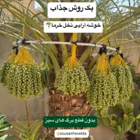 نخل خرما
