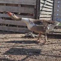 یک عدد غاز نر سنگین وزن