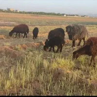 میش افشاری قوچ افشاری