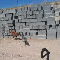 فروش یامعاوضه مرغ وخروس لاری