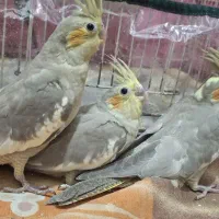 جوجه عروس هلندی|پرنده|قوچان, |دیوار