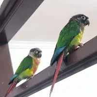 گرینچیک|پرنده|میناب, |دیوار