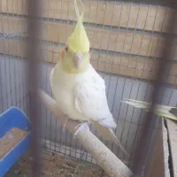 عروس هلندی نر.بالغ و خوش آواز