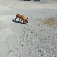 فروش فوری مالینویز ماده