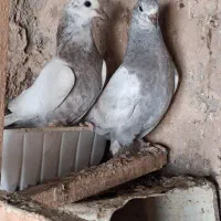 جوجه پرشی ب،ضمانت|پرنده|گلستان (تهران), |دیوار