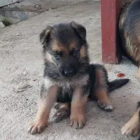 توله و سگ بالغ ژرمن شپرد اصیل و باهوش|سگ|تالش, تالش|دیوار