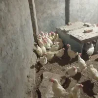 مرغ تخمی|حیوانات مزرعه|نیشابور, مازول|دیوار