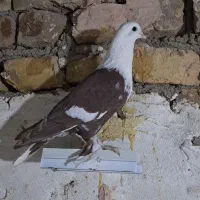 کلاغ دم سفید|پرنده|مشهد, ابوذر|دیوار