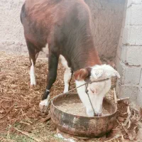 کوک بهای خوب|حیوانات مزرعه|بیرک, |دیوار