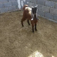 فروش 5 عدد کهره نیم گوشت|حیوانات مزرعه|بیرم, |دیوار