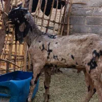 پنجاپ‌نر‌اصل|حیوانات مزرعه|سراوان, |دیوار