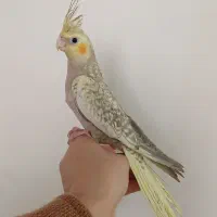 عروس‌هلندی ماده رام