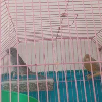 یه جفت قناری