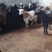 بزغاله ماده شیر مست|حیوانات مزرعه|قائم‌شهر, |دیوار