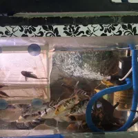 آکواریوم زیبا|ماهی|تایباد, |دیوار