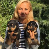 روتوایلر به شرط اصالت و برگه کتبی