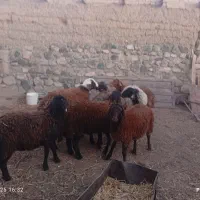 8راس بره‌نر|حیوانات مزرعه|سبزوار, رباط|دیوار