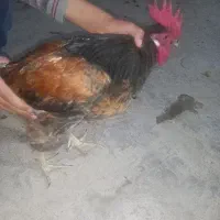 مرغ محلی وخروس محلی