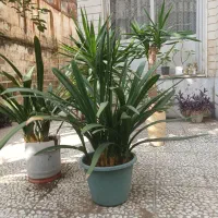 لوازم منزل و|کیف، کفش، کمربند|رشت, استادسرا|دیوار