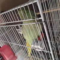 طوطی سخنگو|پرنده|بیرجند, |دیوار