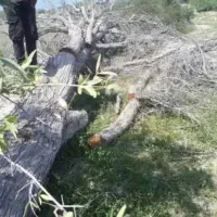 قطع درختان مزاحم|خدمات باغبانی و درختکاری|میناب, |دیوار