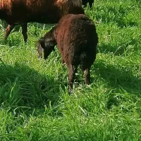 گوسفند|حیوانات مزرعه|رامیان, |دیوار