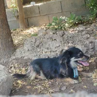 سگ پاکوتاه زرنگ و حرف گوش کن|سگ|دزفول, |دیوار