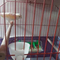 قناری ماده سالم و سرحال معاوضه با نر|پرنده|کوچصفهان, |دیوار