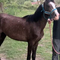 کره اسب ابرش