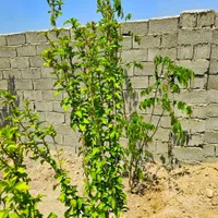 باغ و باغچه220متری /انتقال سندمحضری/آب،برق|فروش زمین و ملک کلنگی|تهران, امیریه|دیوار
