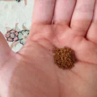 غذای ماهی زینتی رو آبی گلدفیش کوی سیچلاید اسکار و|ماهی|قزوین, |دیوار