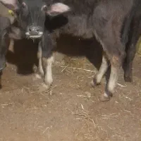 گوساله گاومیش|حیوانات مزرعه|انزل, |دیوار